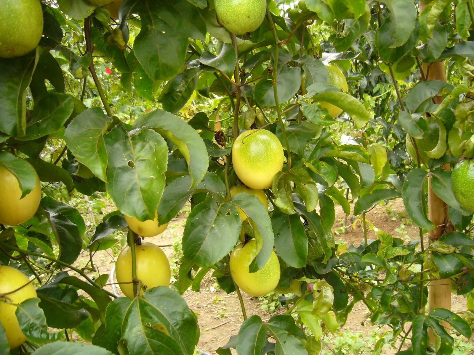 Capacitação on-line sobre cultivo do maracujá