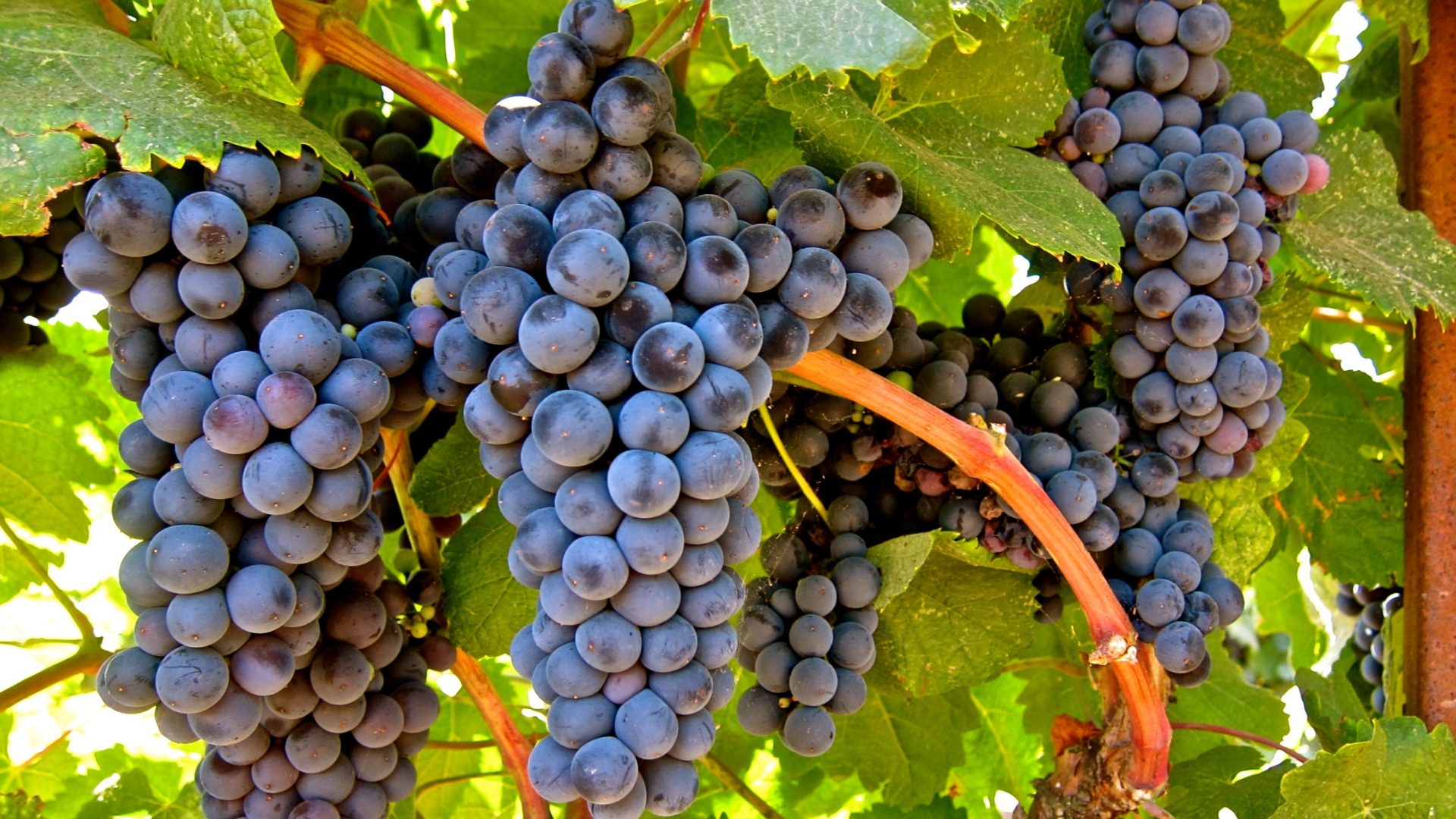 Projeto utiliza Agricultura de Precisão em uvas para vinho