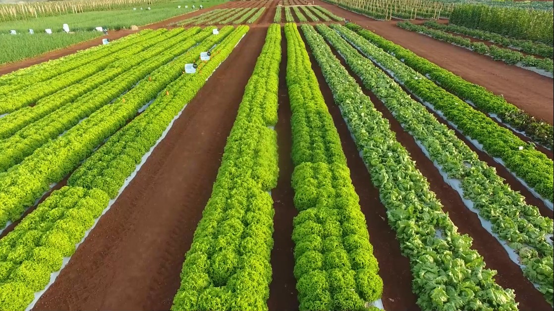 Dia de campo online trará novidades para a horticultura