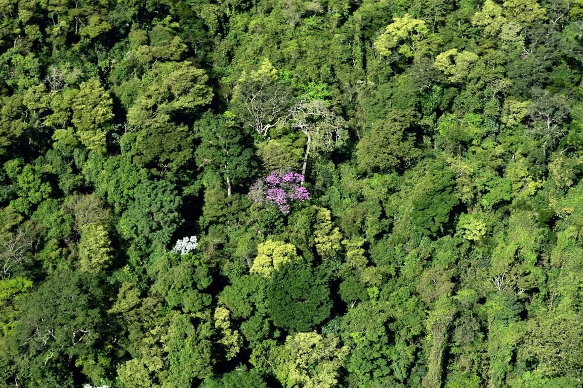 Empresas unidas em projeto para restauração da Mata Atlântica