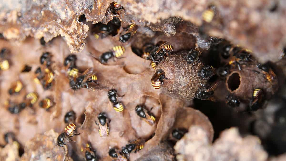 Curso gratuito ensina a criar abelhas sem ferrão