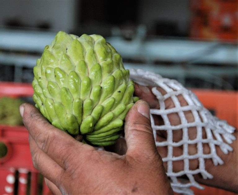 Puc Sp Recheio Fruta Do Conde E Cruzamento