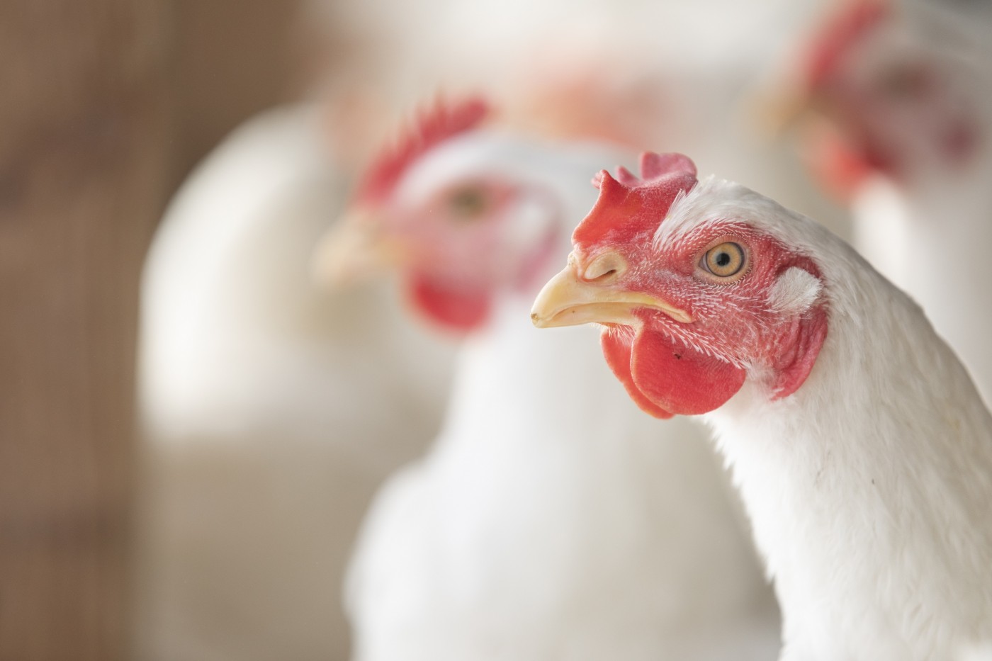 Abertas inscrições para curso online sobre transporte legal de aves