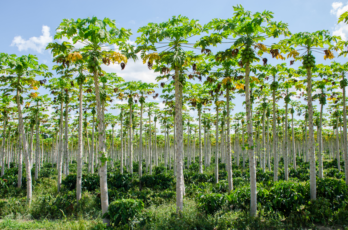 Produtores capixabas participam de levantamento de custos de produção do mamão