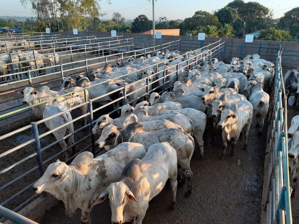 Primeira etapa do Circuito Nelore de Qualidade avalia 378 animais