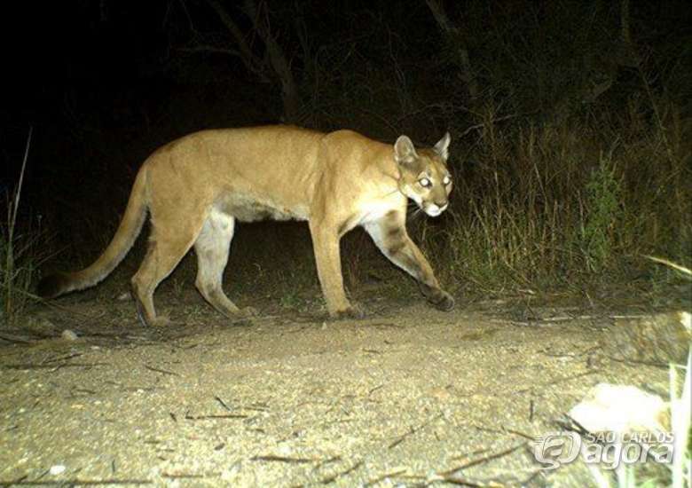 Onça parda assusta moradores de comunidade do interior do Espírito Santo