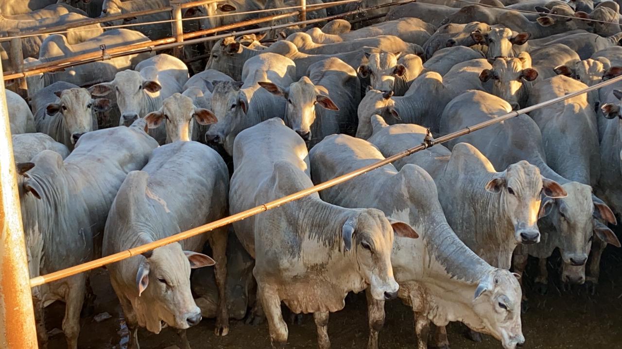 Circuito Nelore de Qualidade avalia mais de mil animais