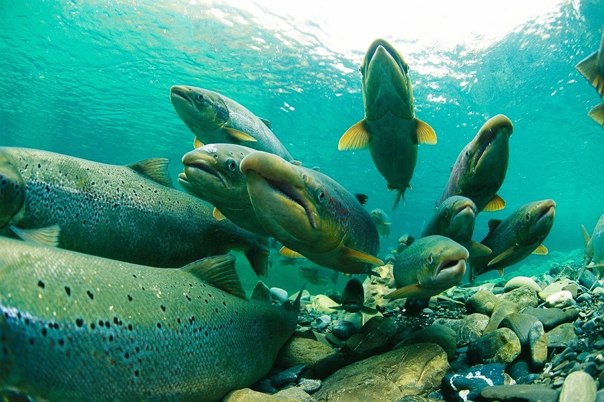 Pesquisas em biotecnologia podem viabilizar produção de salmão no Brasil