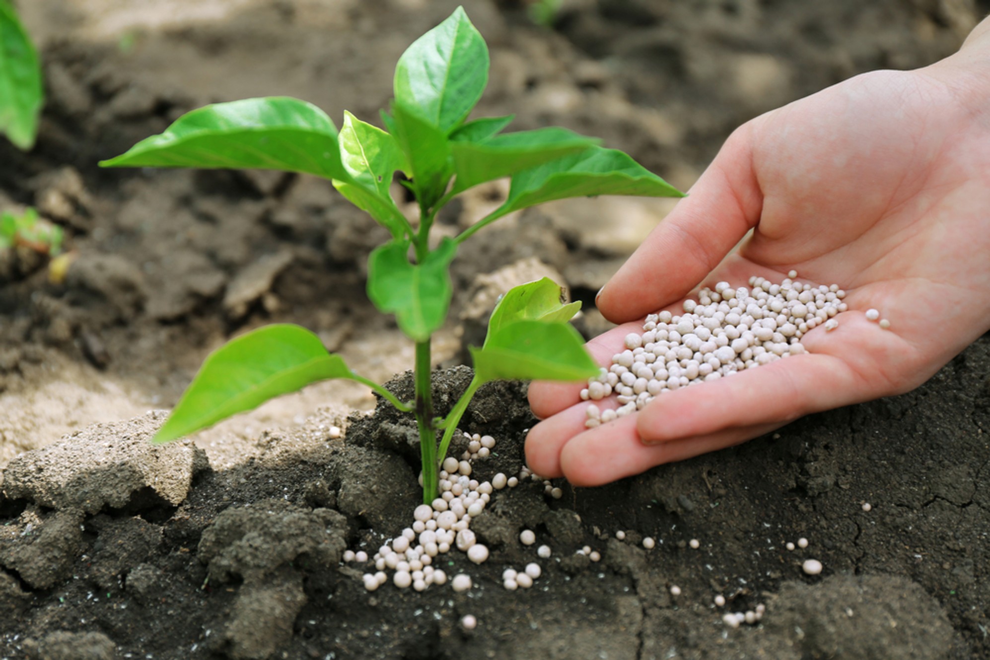 Produto que causou explosão no Líbano é fundamental para a agricultura brasileira