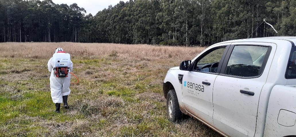 Luta contra gafanhotos devoradores passa de 170 dias na Argentina