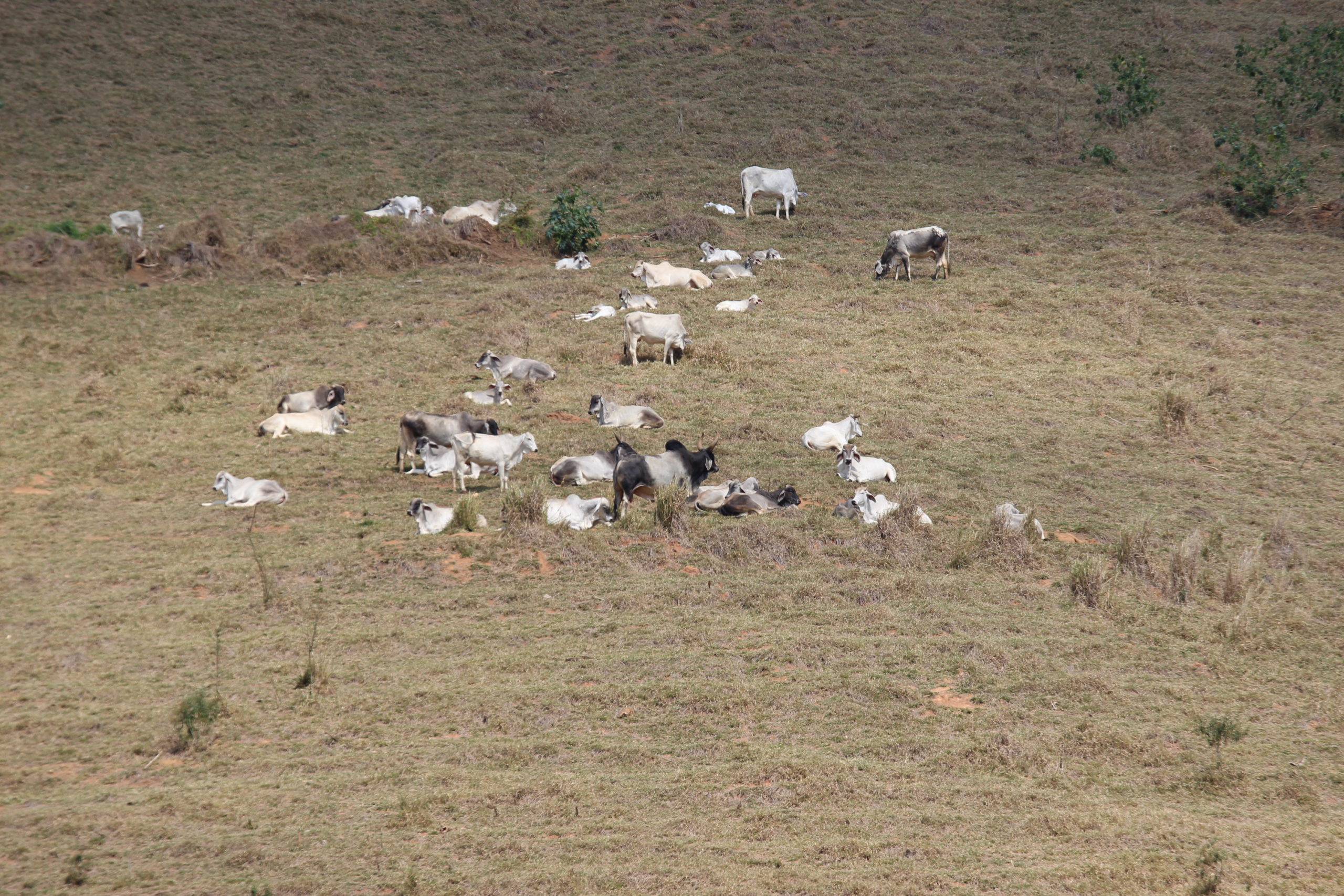Conheça algumas dicas para fazer a Declaração do Imposto Territorial Rural