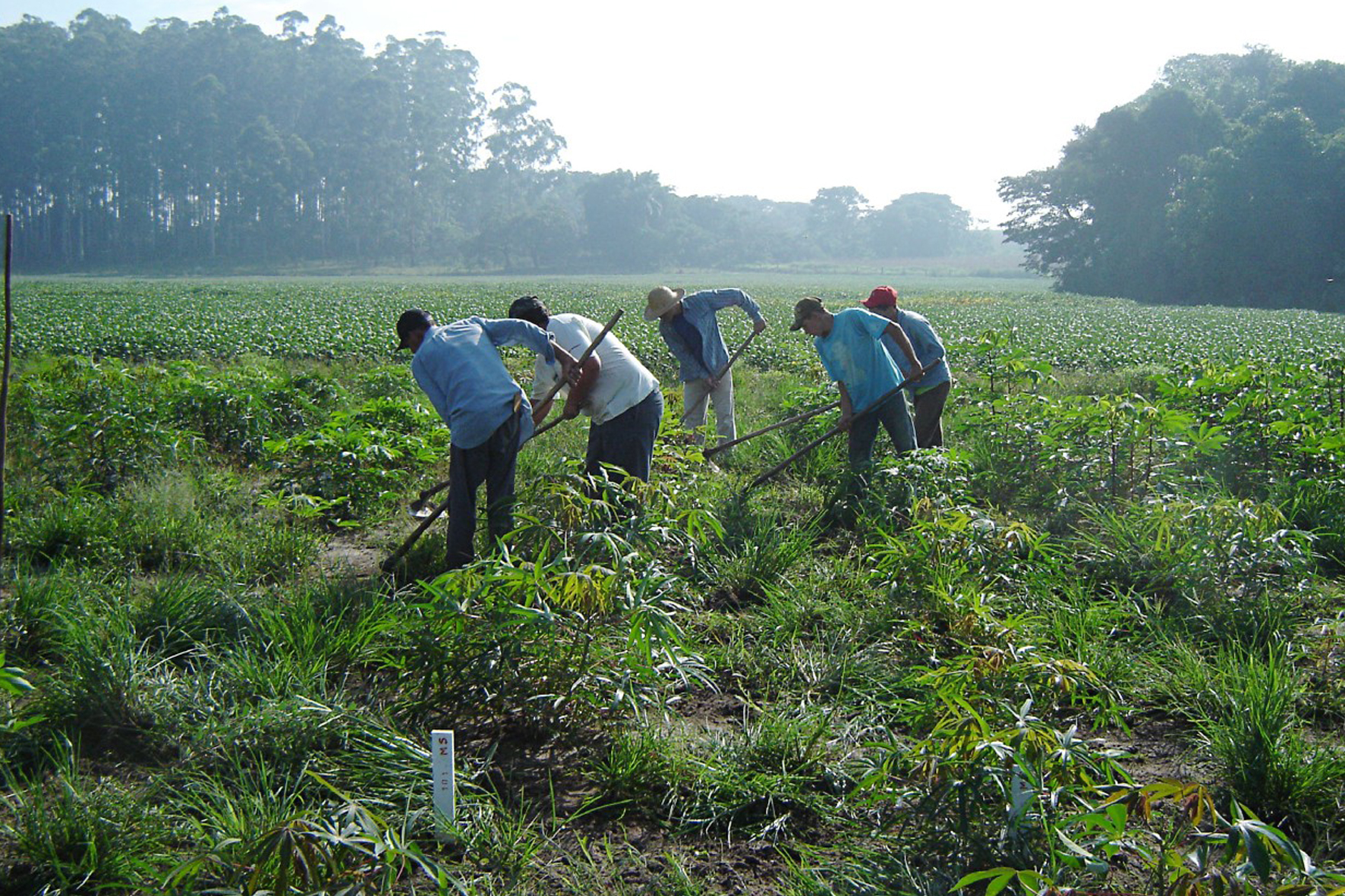 Agropecuária contratou mais de 36 mil pessoas em junho