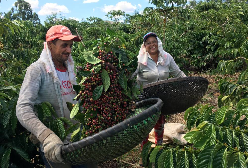 Colheita de café no Brasil atinge 96%