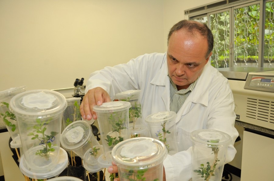 Fungo para controle biológico da cigarrinha-das-pastagens é usado em dois milhões de hectares