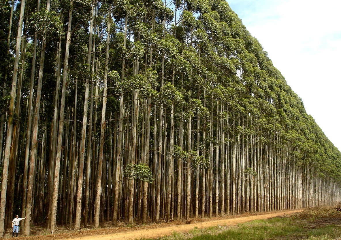 Audiência pública virtual debate estudos de impacto ambiental para atividade de silvicultura