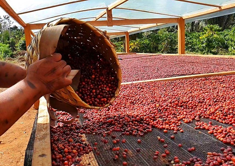 Colheita de café ganha ritmo no Brasil e chega a até 15% para