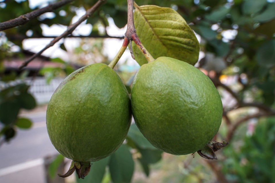 Seag e Incaper oferecem capacitação on-line sobre cultivo de goiaba