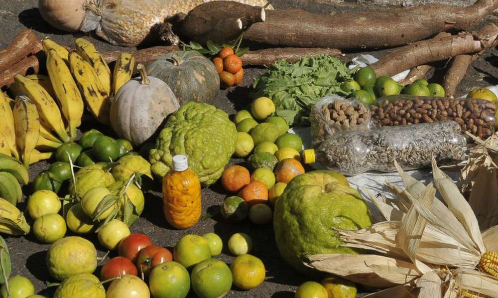 Mais 117 municípios serão beneficiados com os recursos do Programa de Aquisição de Alimentos