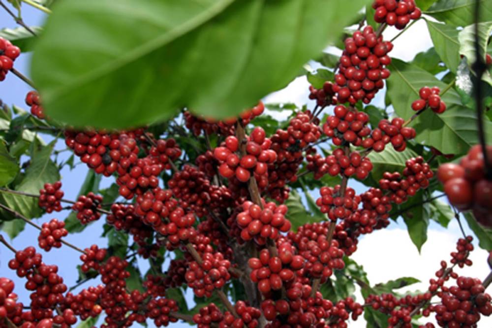 Livro apresenta pesquisas realizadas para o desenvolvimento de café conilon  e robusta