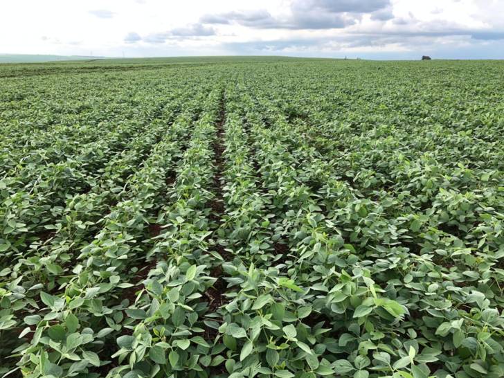 Lodo de esgoto é transformado em adubo na produção agrícola