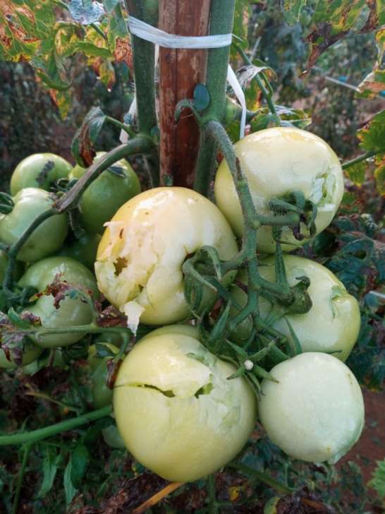Temporal com granizo destrói plantações agrícolas no Espírito Santo