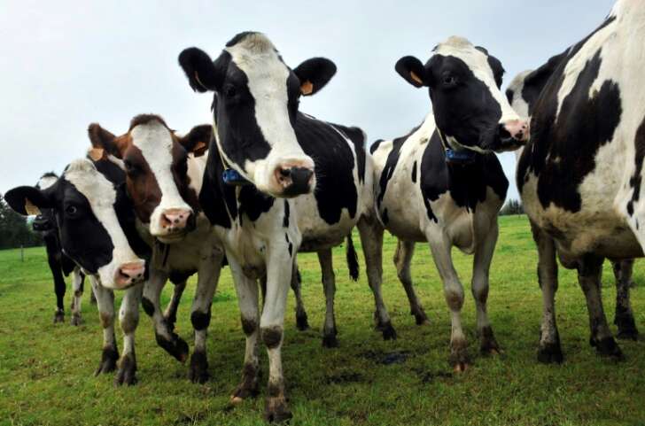 Nutrição eficiente ganha espaço na busca por maior produtividade na pecuária leiteira