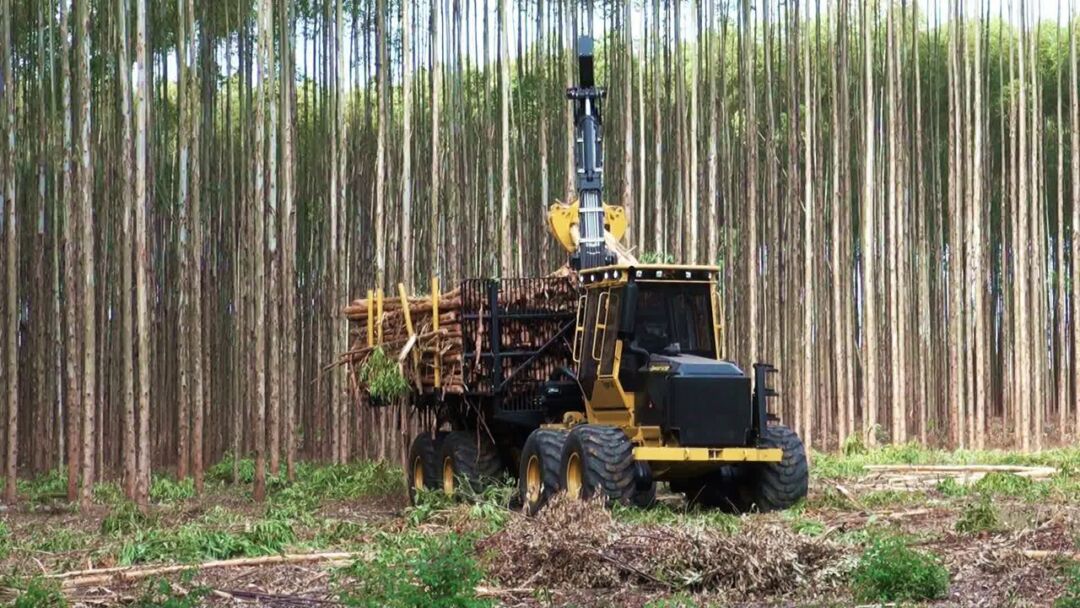 Valor da produção de silvicultura e extração vegetal chega a R$ 23,6 bilhões no Brasil