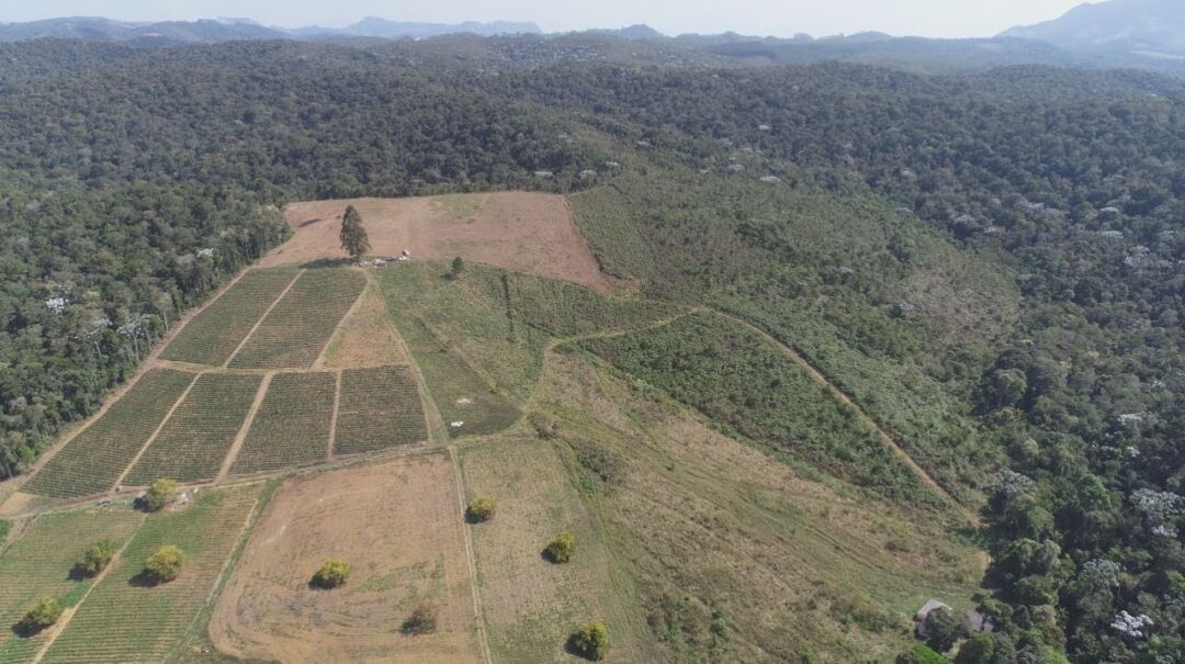 Operação "Mata Atlântica em Pé" autua ilícitos no Espírito Santo
