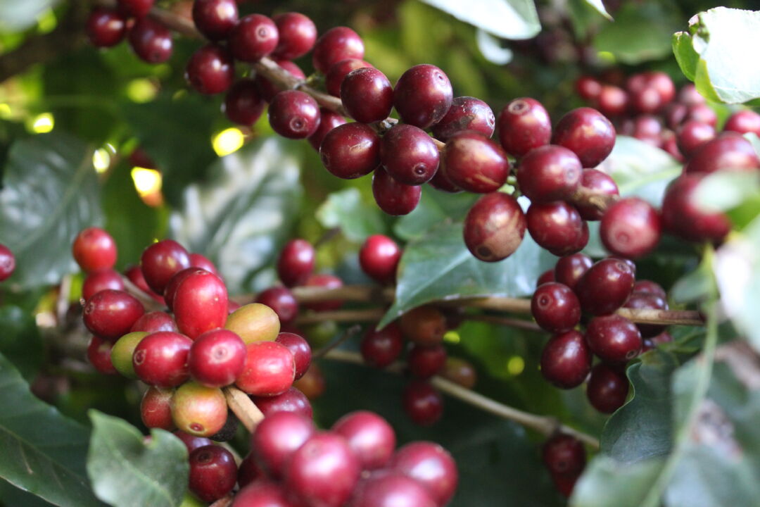 Anvisa autoriza aumento de limite máximo de resíduos do café