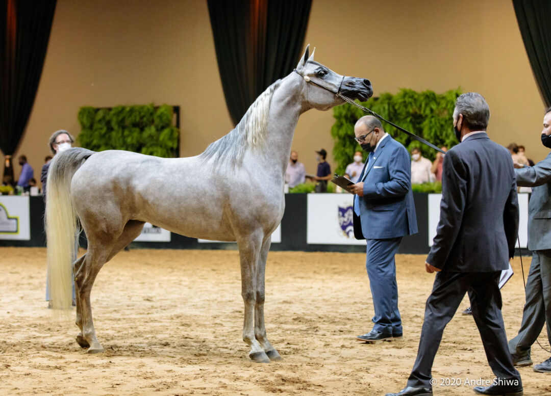 Exposição Nacional do Cavalo Árabe chega à sua 40ª edição em 2021