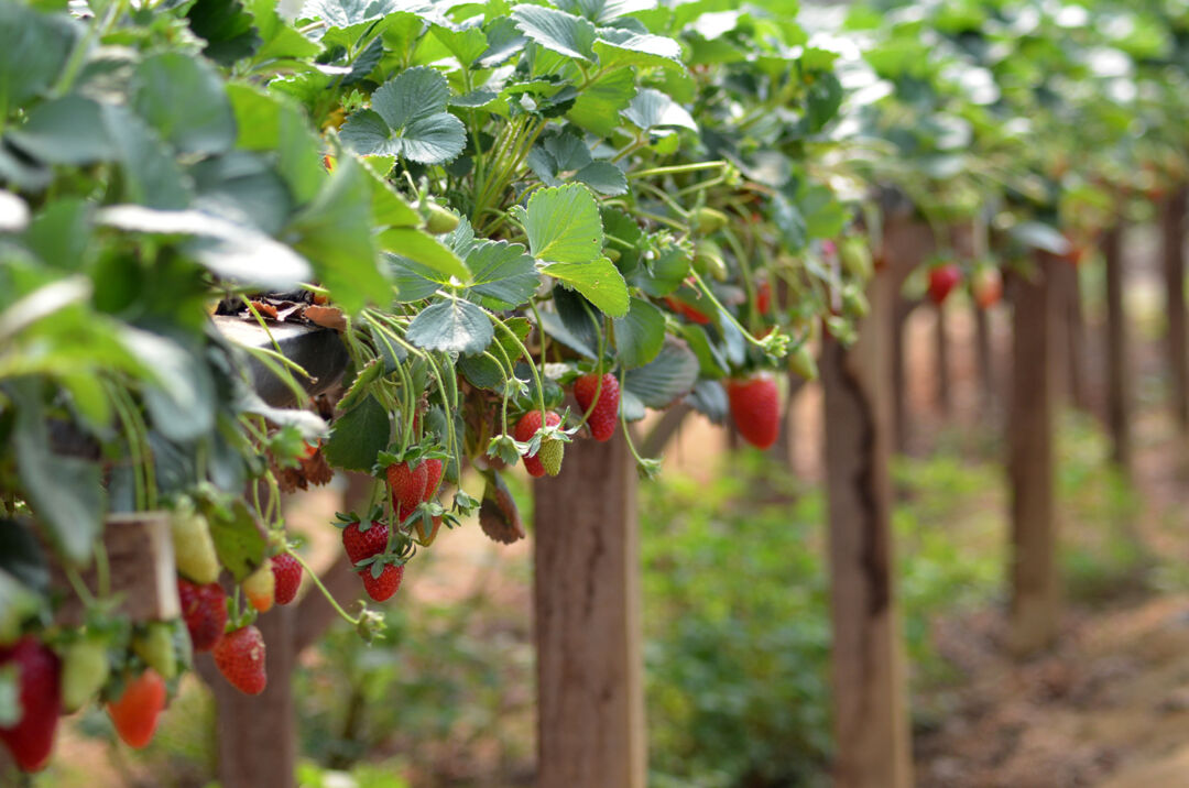 Propriedade modelo vai difundir tecnologias agrícolas na RuralturES