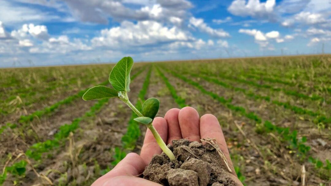 Mato Grosso atinge mais de 83% das áreas semeadas com soja