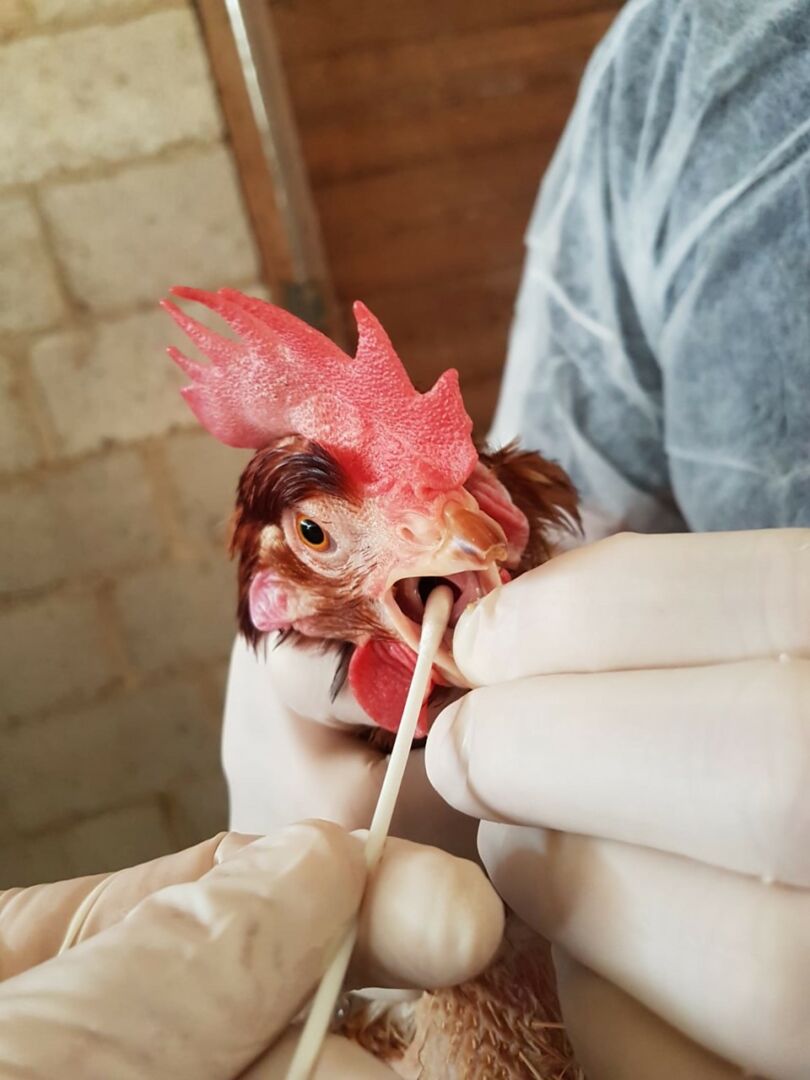 Idaf promove monitoramento de doenças em aves de descarte