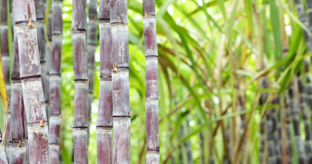 <strong>Produção de cana-de-açúcar deve aumentar mais de 4%</strong>