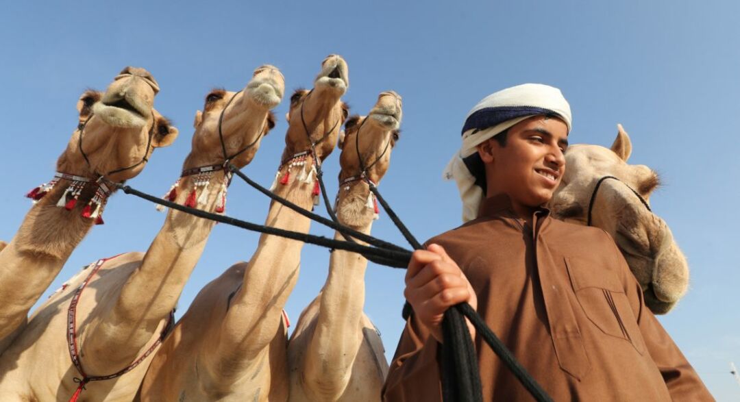 Concurso vai escolher os mais belos camelos árabes
