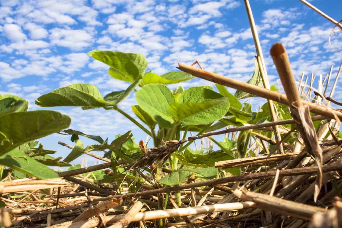 Aprosoja acredita que agropecuária neutralizará o carbono antes de 2050