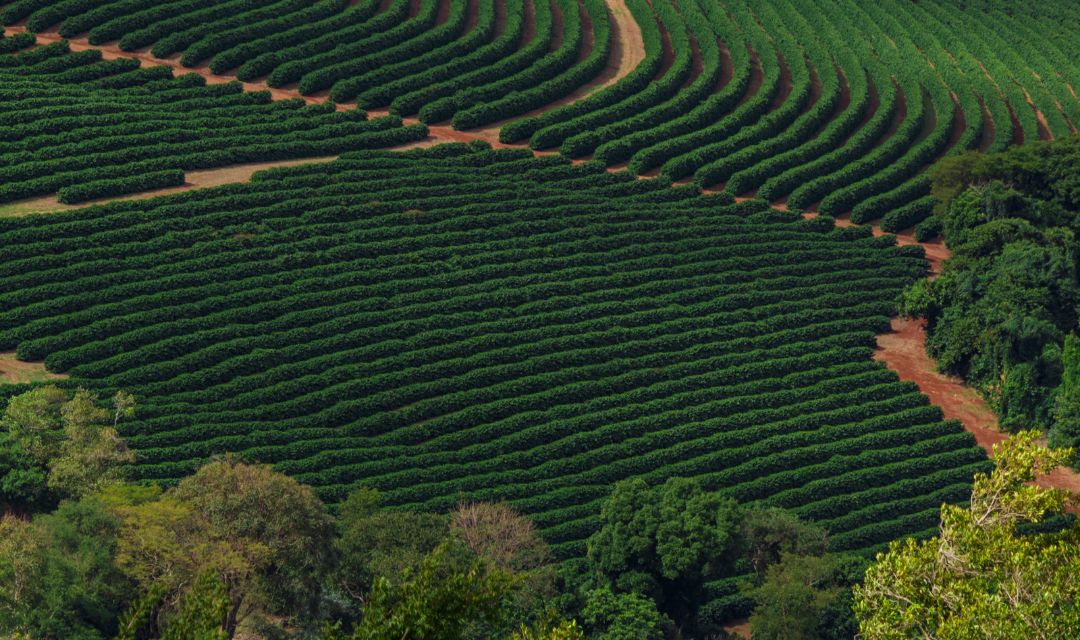 Ministério da Agricultura e CNC discutem sobre o uso de defensivos para a cafeicultura