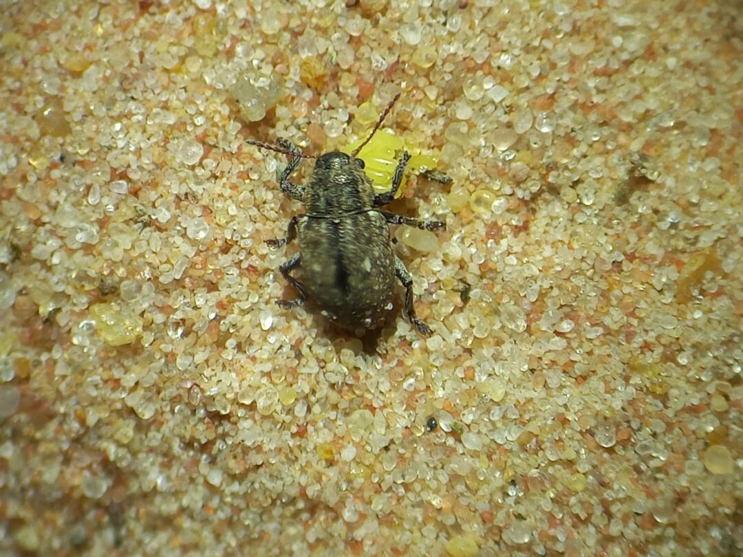 Cascudinho-da-soja tem aparecido em lavouras de Mato Grosso