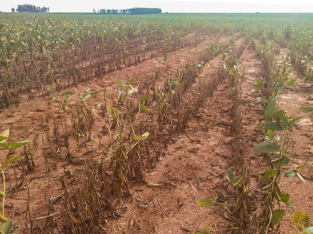 Produtores rurais afetados pela alta temperatura e estiagem recebem orientação em SP