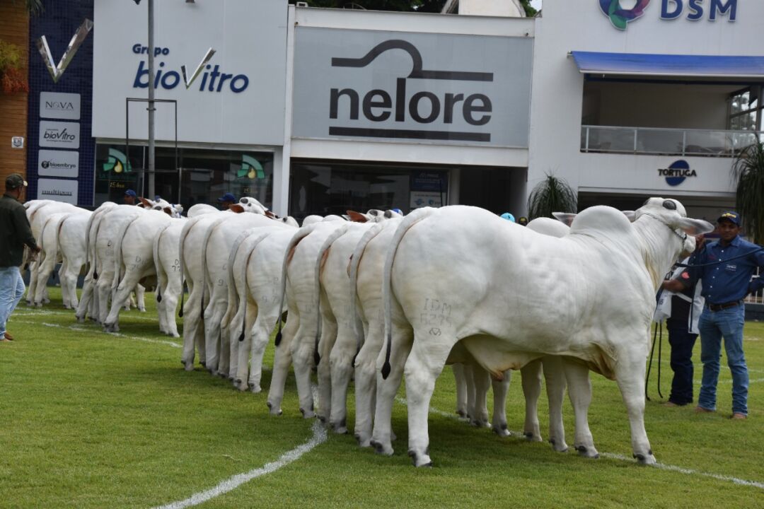 Expoinel Minas 2022 acontece de 10 a 20 de fevereiro em Uberaba