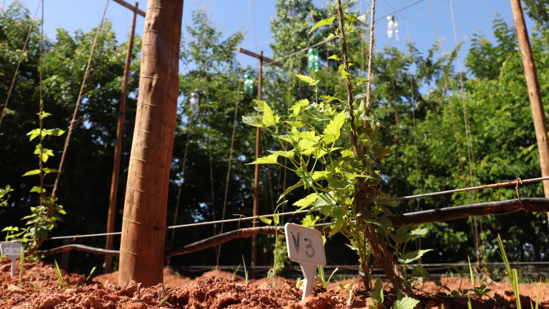 Viana inaugura primeiro campo de lúpulo experimental municipal do país