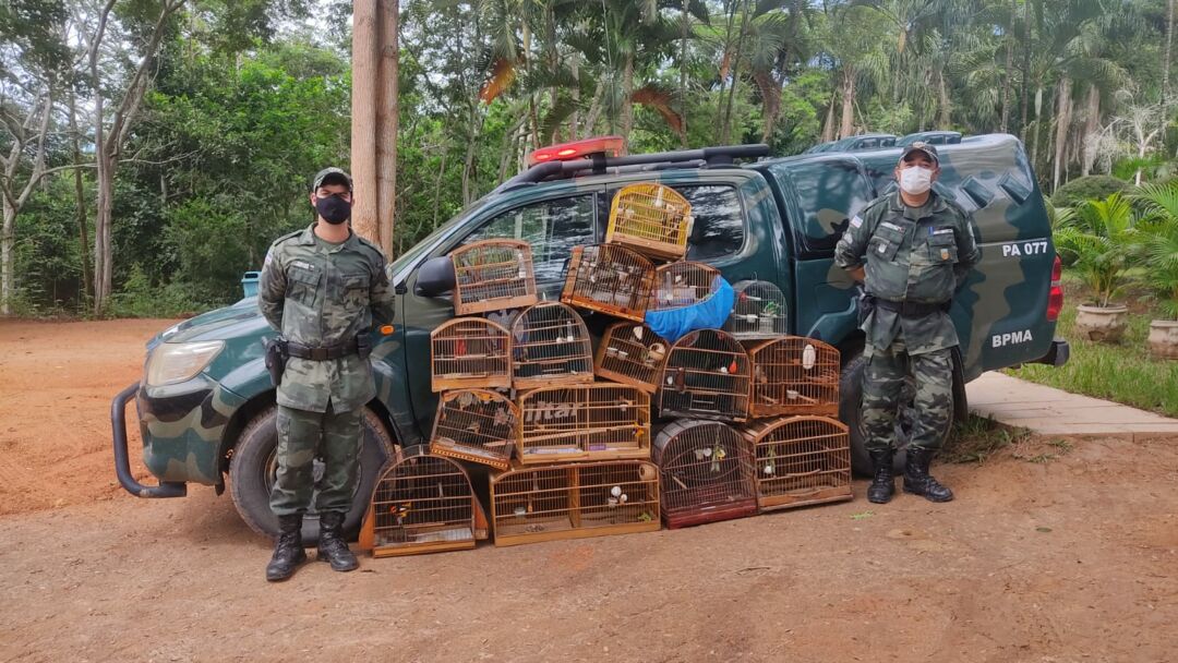 Apreendidas 16 aves que eram criadas de forma irregular