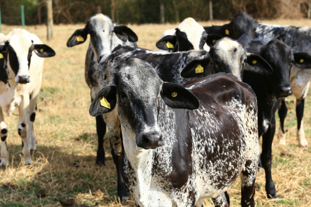 Associação de Girolando bate recorde de animais registrados