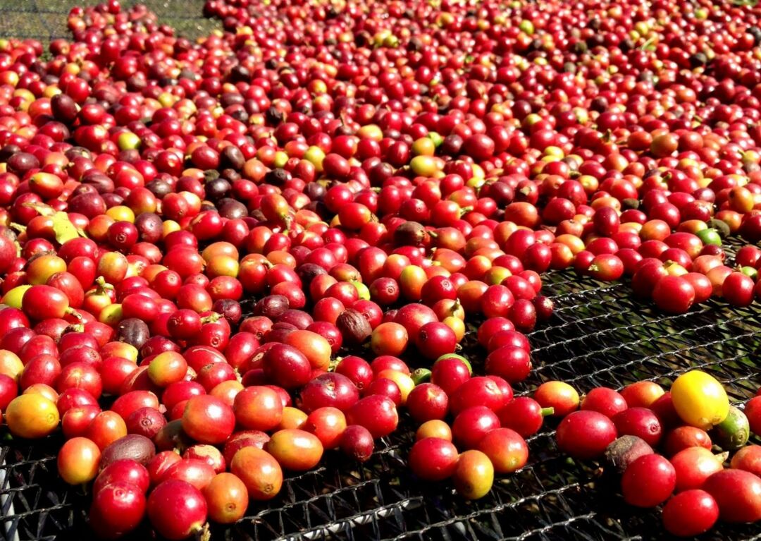 Produção de café da Ásia & Oceania representa 28% do total produzido no mundo