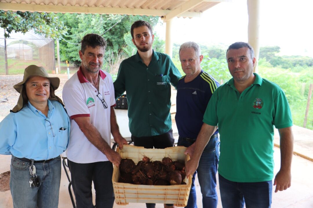 Cultivo de inhame das montanhas do Espírito Santo é testado em Minas Gerais