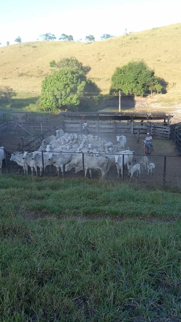 Polícia do Espírito Santo recupera 66 cabeças de gado furtadas em Minas Gerais