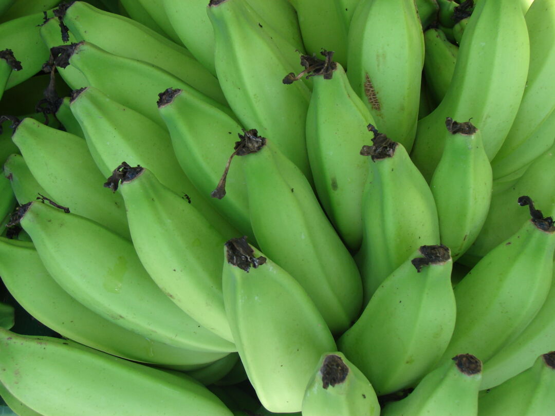 Colômbia recebe variedades de banana brasileira para testes