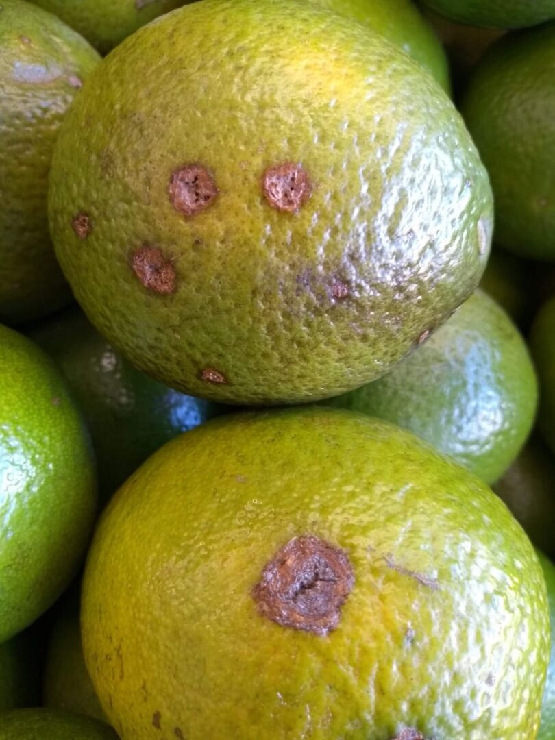 Instituto alerta sobre praga que acomete frutas cítricas