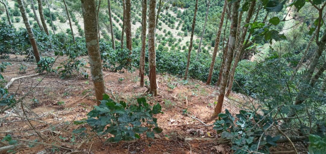 Polícia Ambiental identifica crimes ambientais em Afonso Cláudio após denúncias