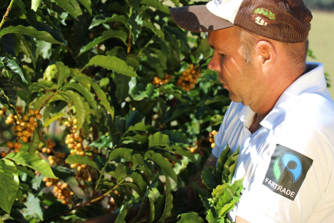 Movimento nacional lança o desafio de plantar árvores em centenas de propriedades rurais brasileiras